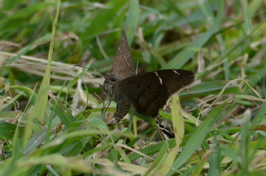 021 2012-12280909 Brownsville, TX.JPG - Brown Longtail Skipper (Urbanus procne). Brownsville, TX, 12-28-2012